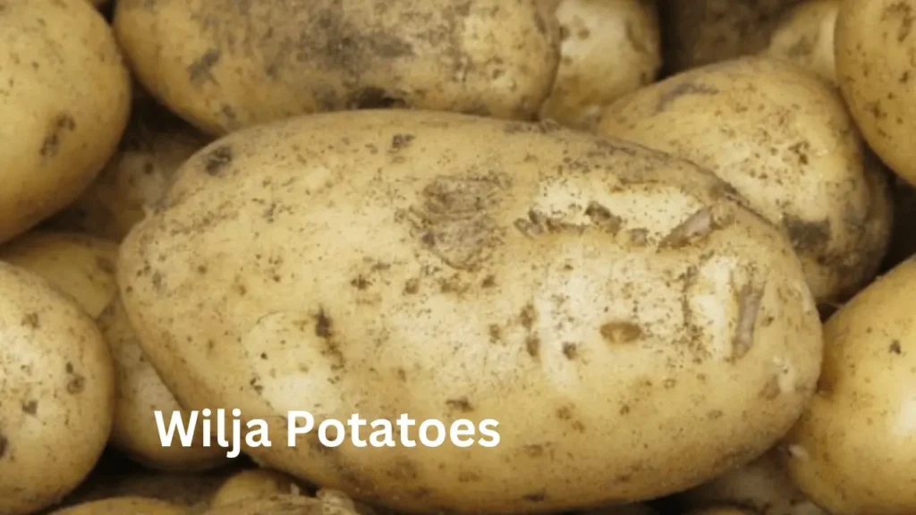 Wilja potatoes Seed