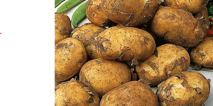 Maris peer potatoes