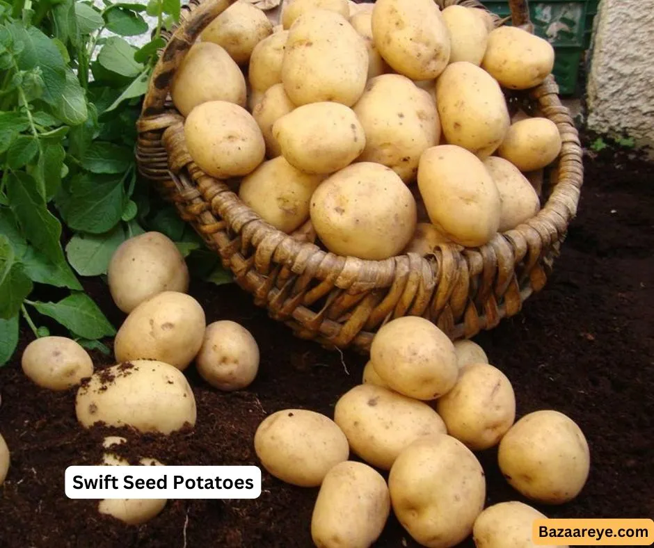 swift potatoes in a basket in a garden