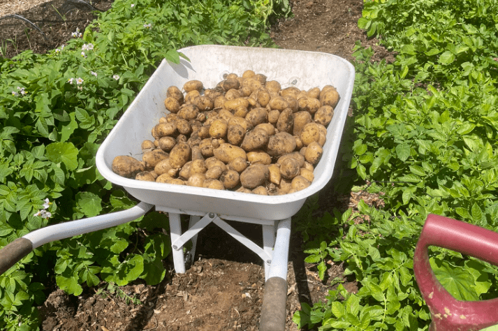 cara potatoes in a farm
