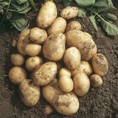 Maris Bard potatoes freshly cultivated
