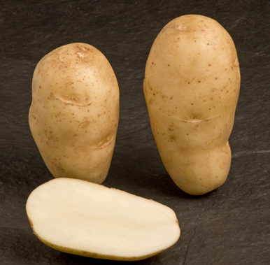 Maris bard potatoes sasa