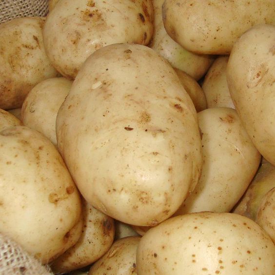 Maris bard potato seed