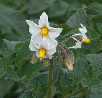 Pentland Javelin potato flower