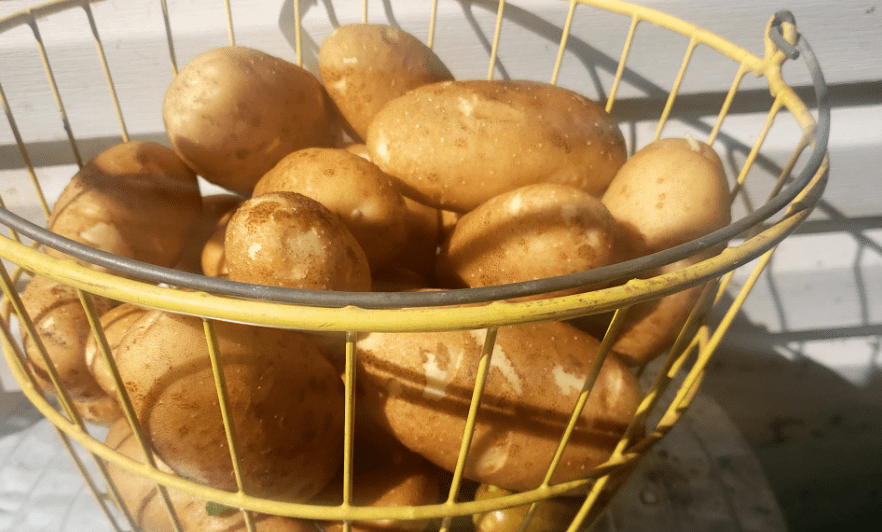 russet burbank potatoes freshly out of a farm