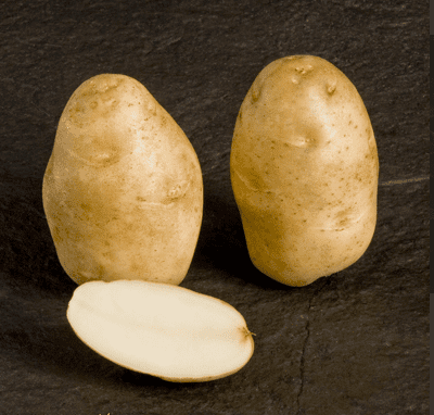 russet burbank potato tuber
