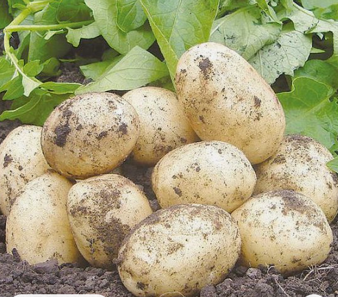 swift potatoes in a field