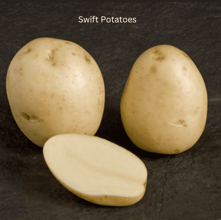 Swift Potatoes tuber
