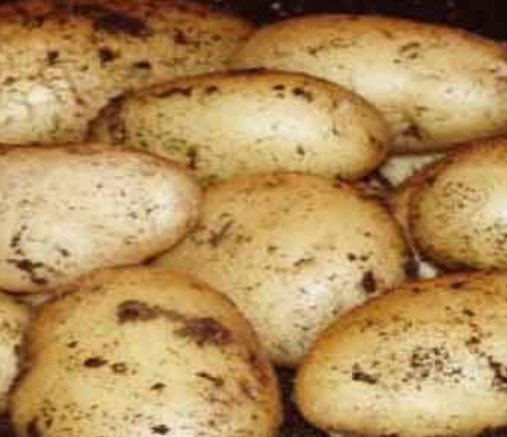 Wilja potatoes
