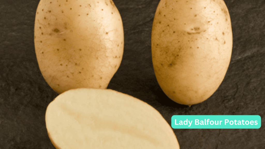 Lady balfour potatoes tuber
