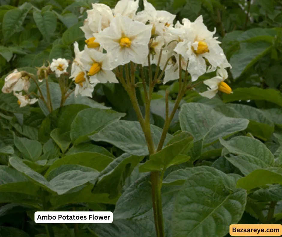 ambo potatoes flower