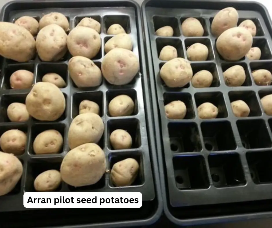 Arran pilot seed potatoes
