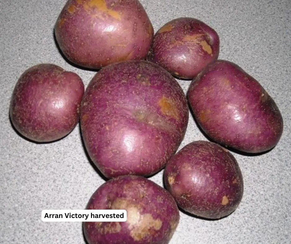 Arran victory harvested