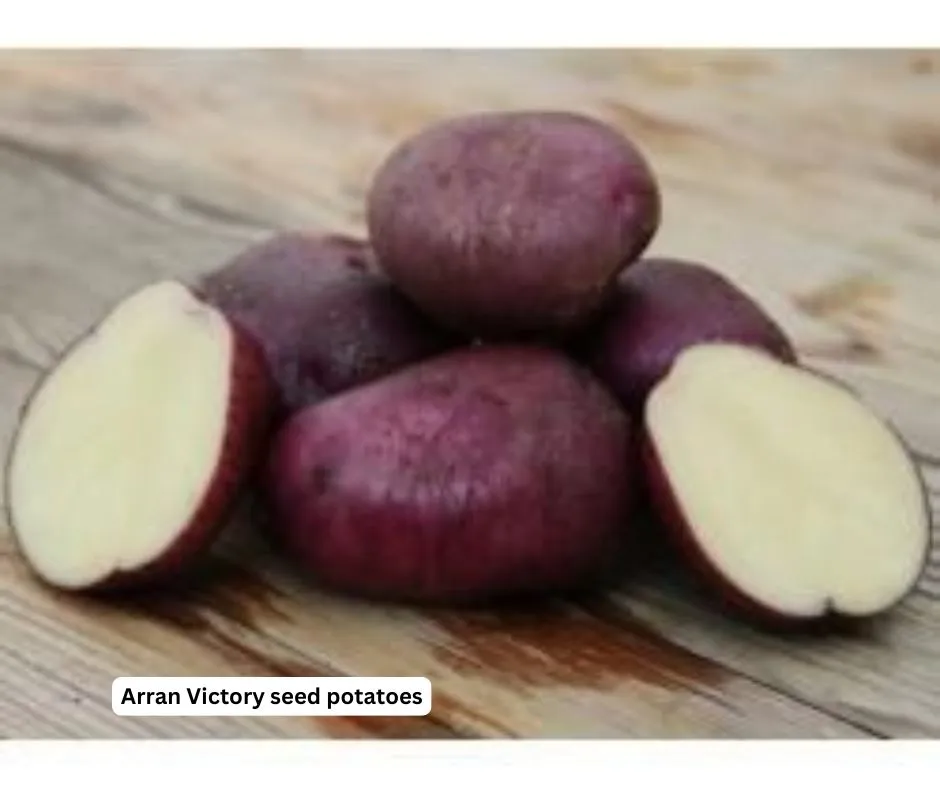 arran victory seed potatoes