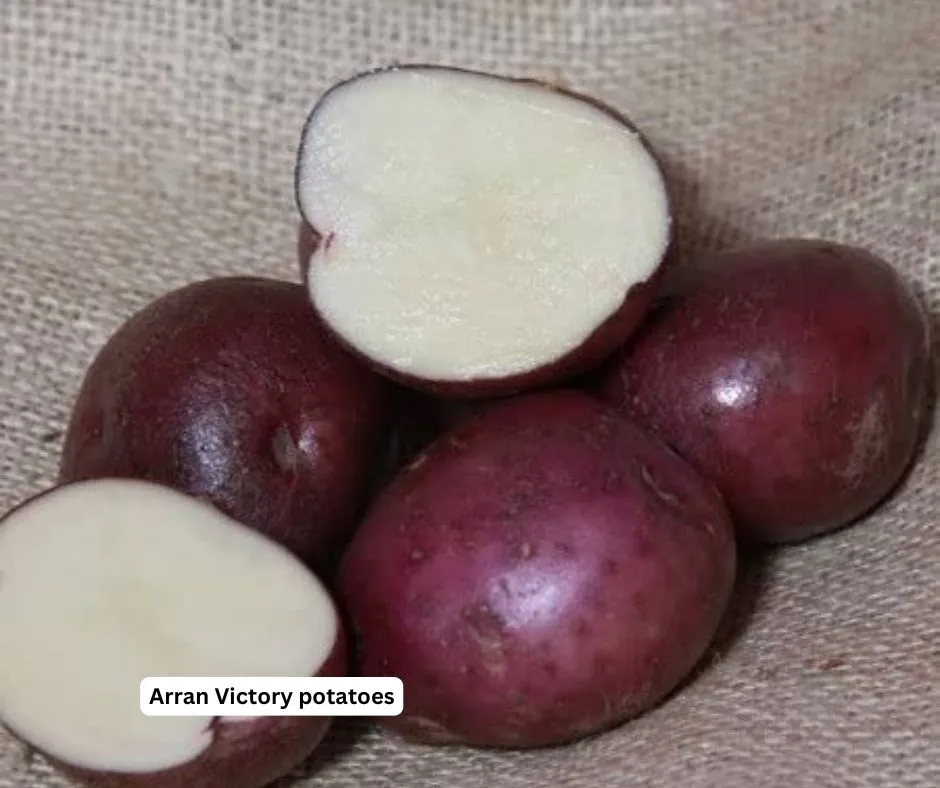 Arran Victory potatoes