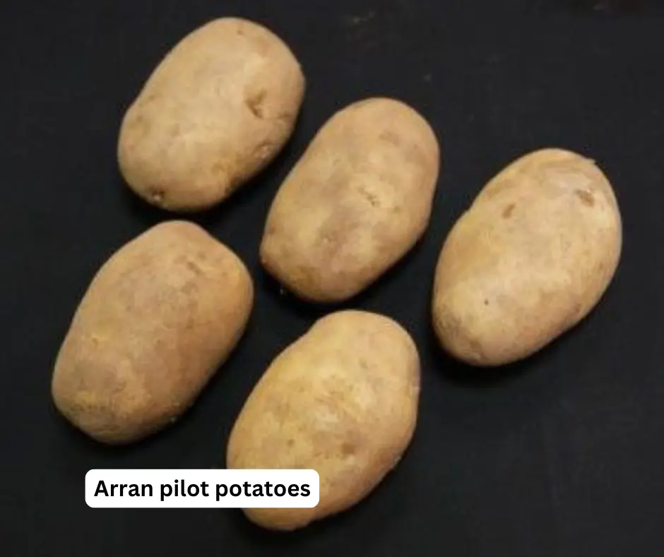 Arran pilot potatoes
