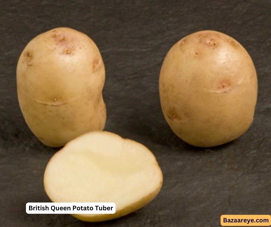 British Queen Potatoes Tuber