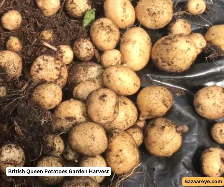 British Queen Potatoes Garden Harvest
