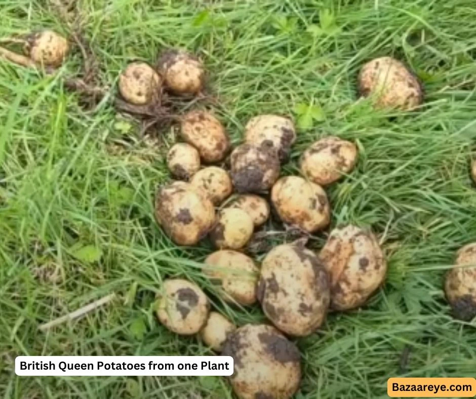 19 British Queen Potatoes From One plant