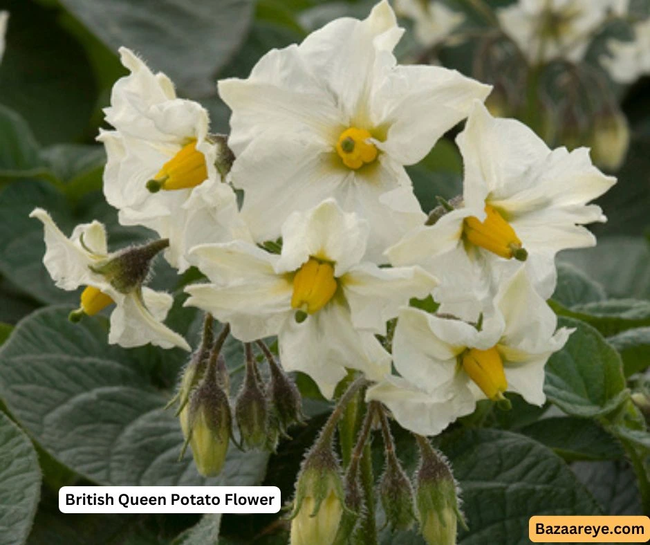 British Queen Potatoes Flower