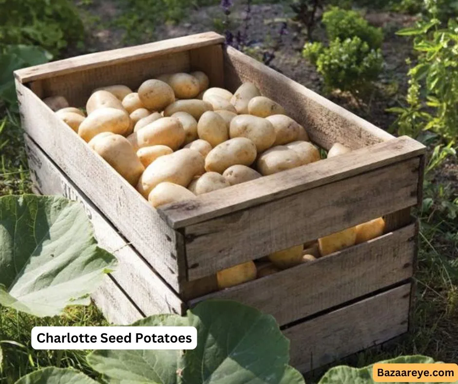 Charlotte seed potatoes placed in a wooden basket in a farm