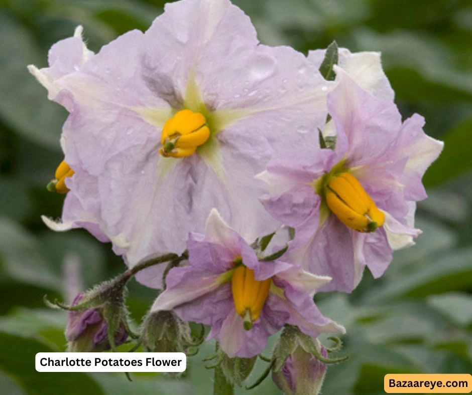 Charlotte Potatoes flower