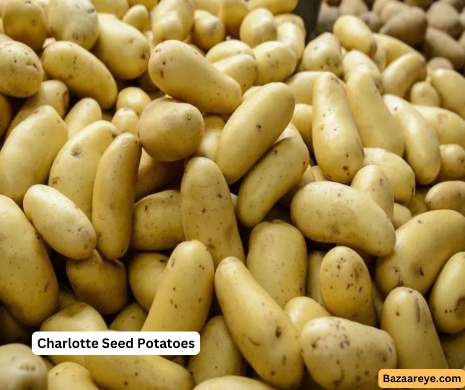 Charlotte seed potatoes