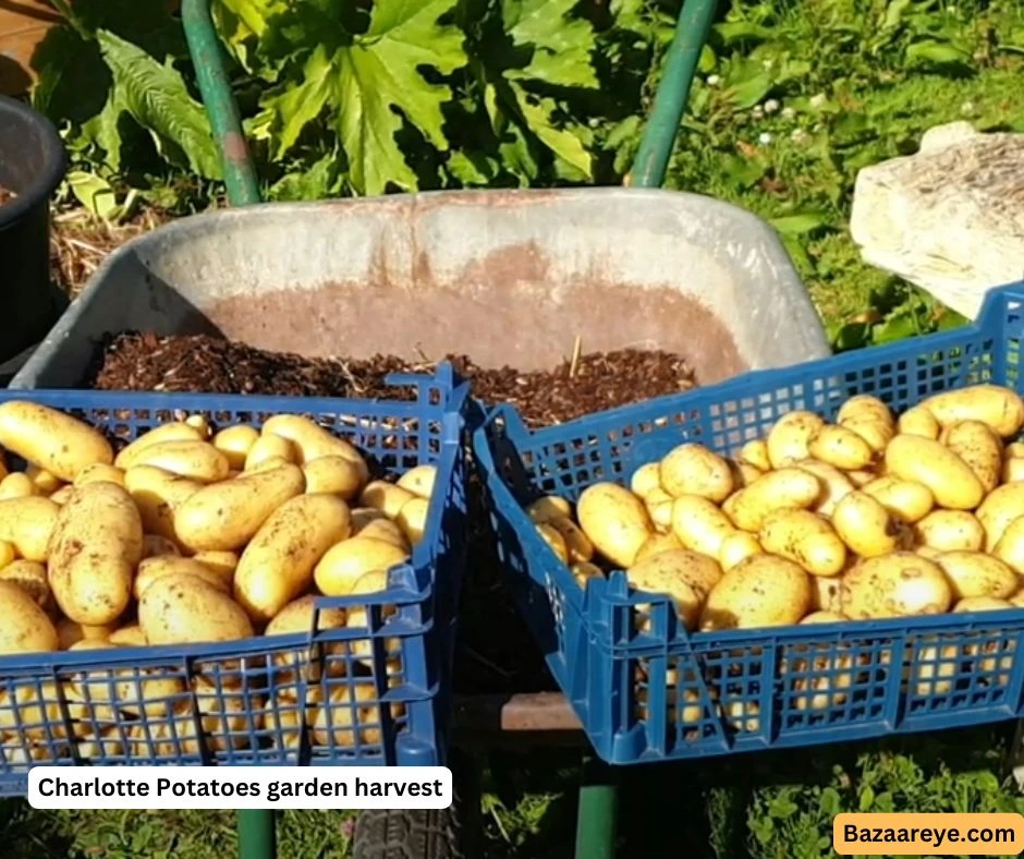 Charlotte potatoes garden harvest