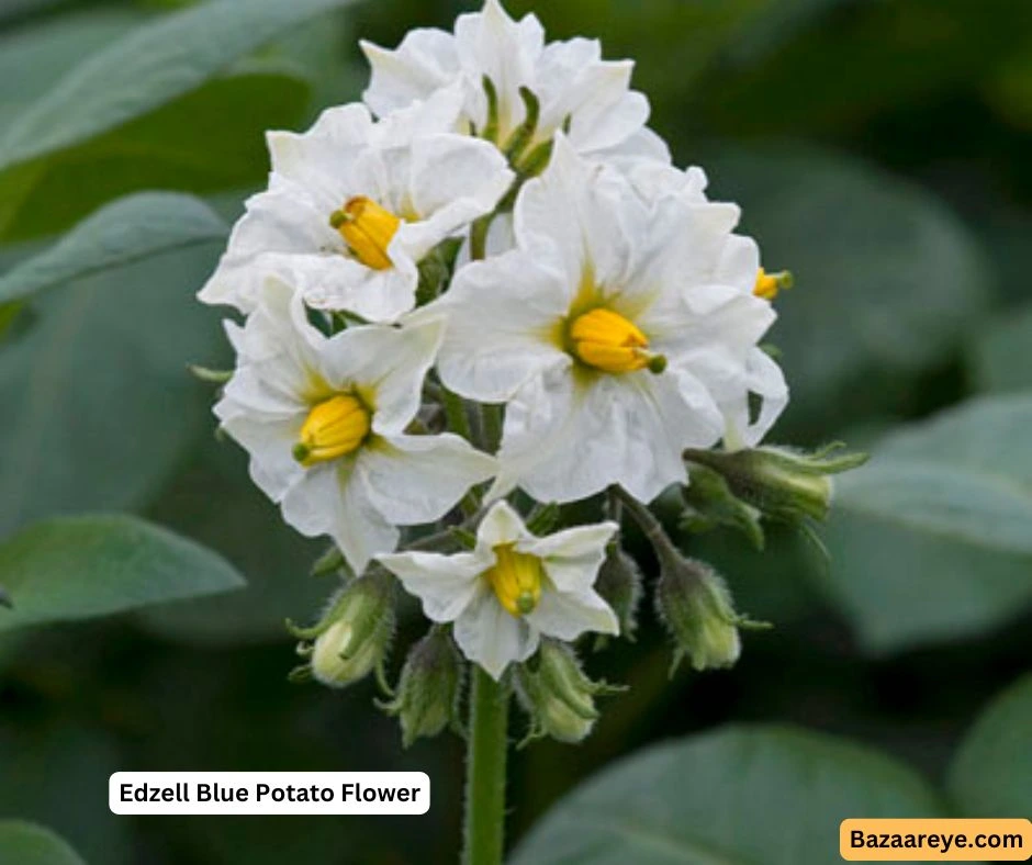 Edzell Blue Potatoes Flower