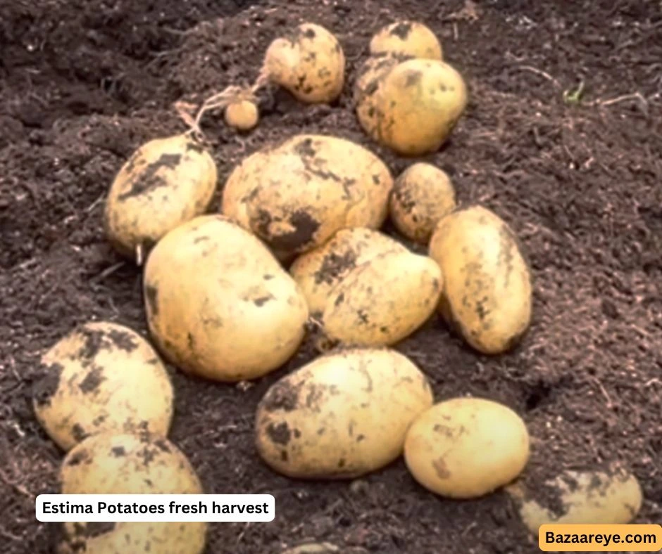 Estima potatoes fresh garden harvest