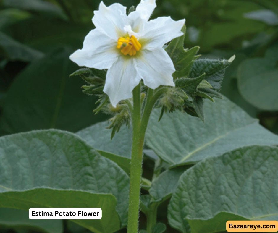 Estima potatoes White flower