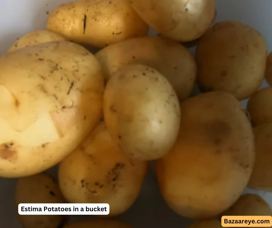 Estima potatoes in a white bucket