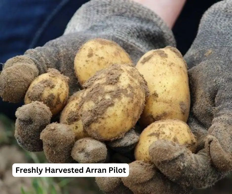 Freshly harvested Arran Pilot