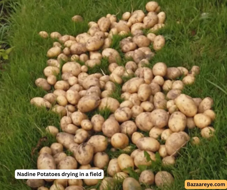 Freshly harvested Nadine potatoes drying in a field