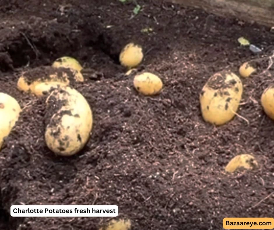 freshly harvested charlotte potatoes