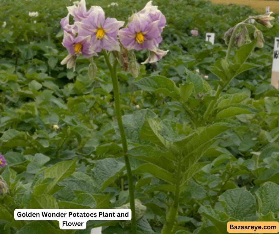 Golden Wonder Plant and Flower