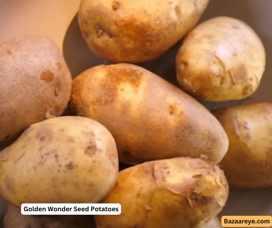 Golden Wonder Seed Potatoes