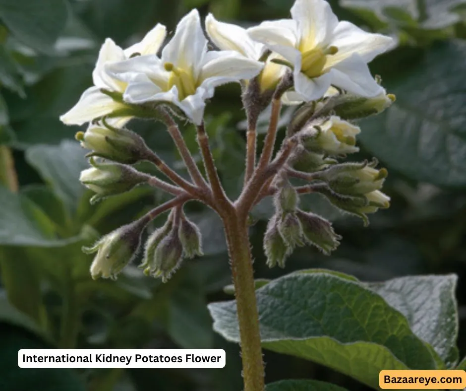 International Kidney Potatoes flower
