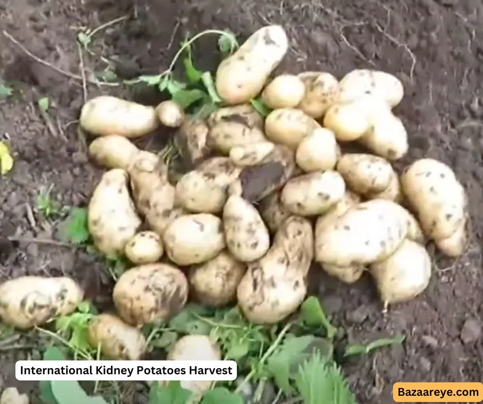 International Kidney potatoes fresh harvest