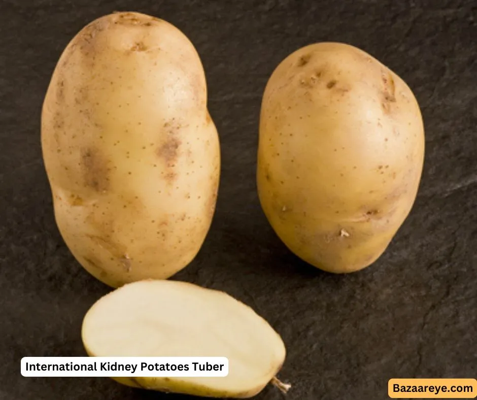 International Kidney Potato Tuber