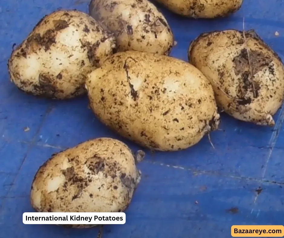 International Kidney potatoes