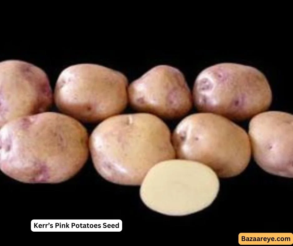 Kerr's Pink seed potatoes