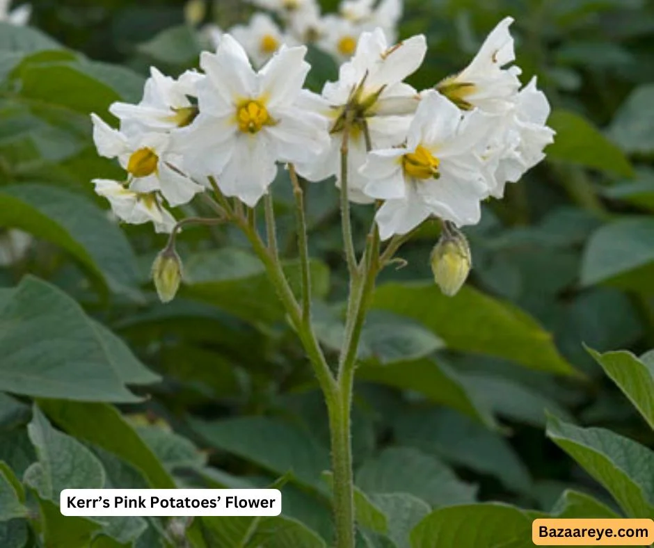 Kerr's pink Potatoes Flower