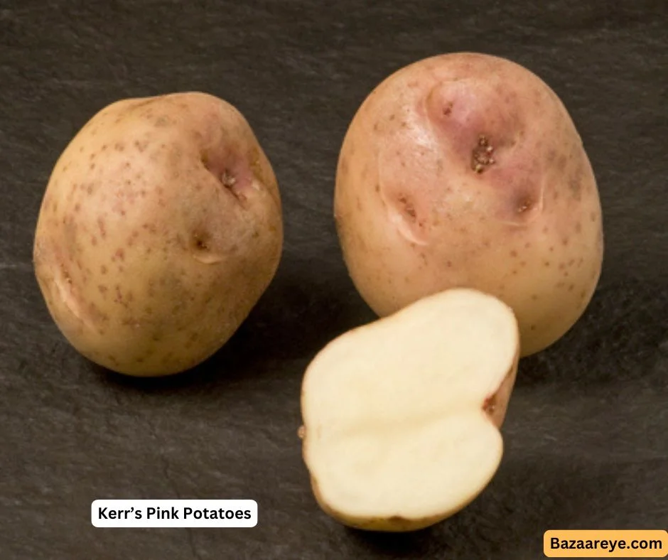 Kerr's Pink Potatoes Tuber