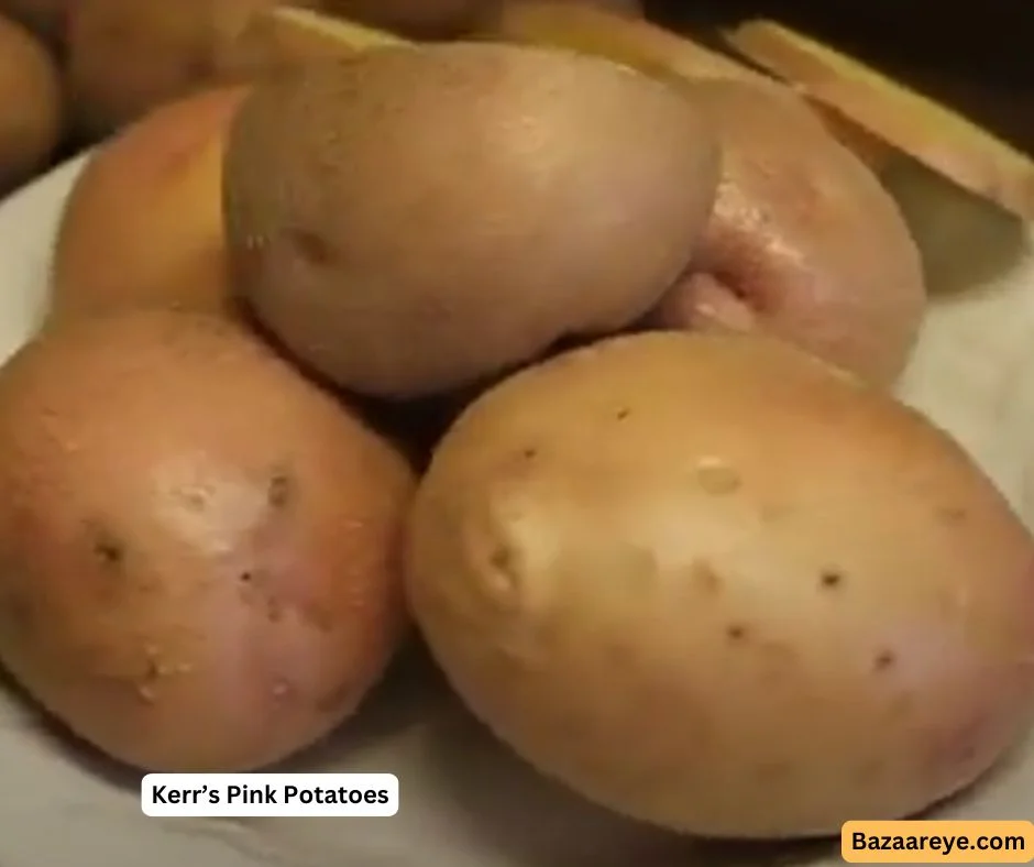 Kerr's Pink Potatoes boiled in a plate
