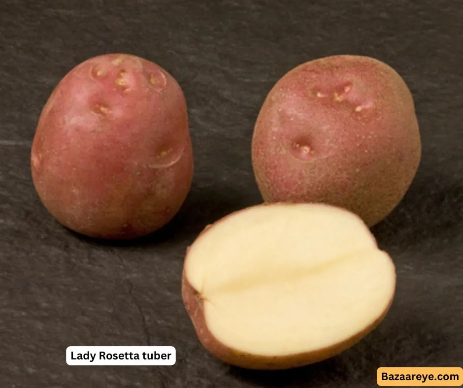 Lady Rosetta potato tuber