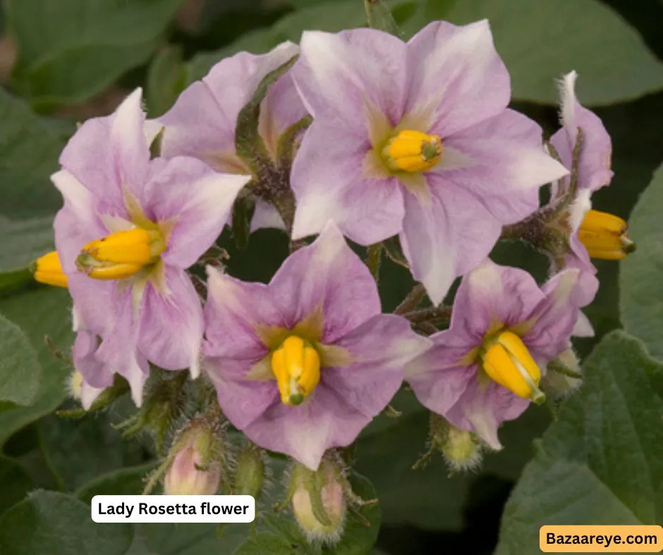 Lady rosetta potato flower
