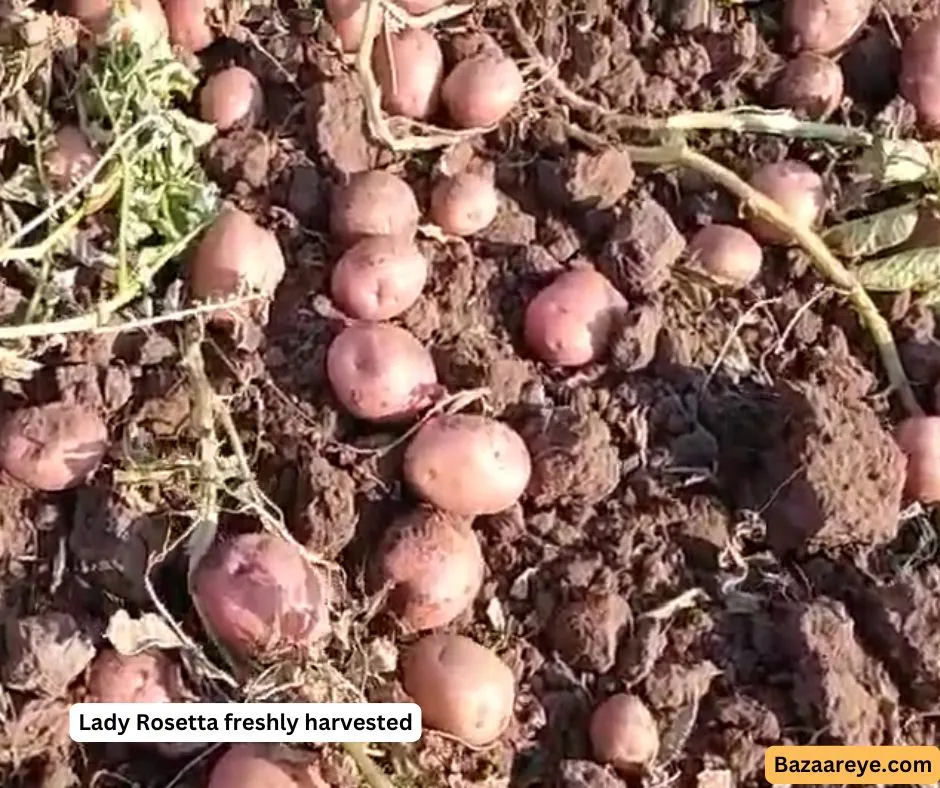 Lady Rosetta freshly harvested in a field