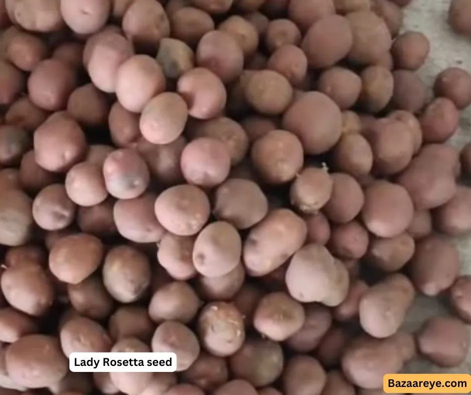 Lady Rosetta seed potato uniform shape