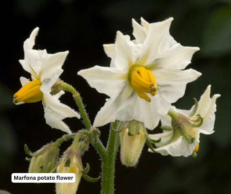 marfona potato flower